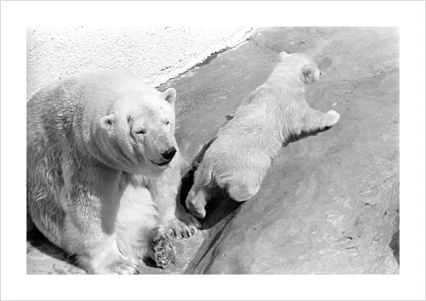 Polar Bears at Bristol Zoo. April 1975 75-2068-007