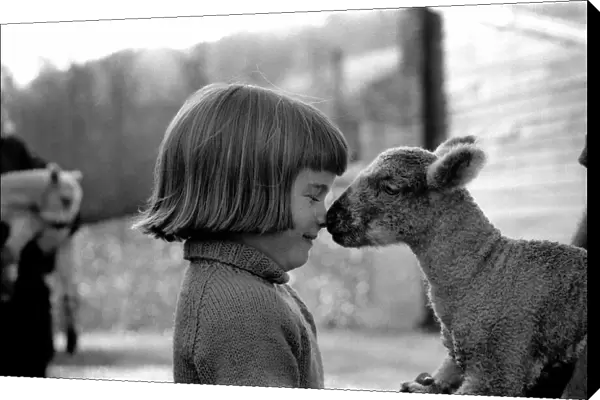Animal  /  cute  /  child. Little girl and lambs. December 1975 75-06826-002