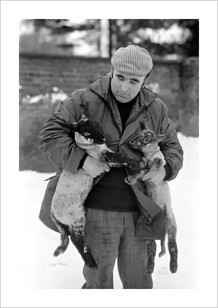 Shepherd seen here with his flock of Sheep in the winter snow. PM 81-02288-006