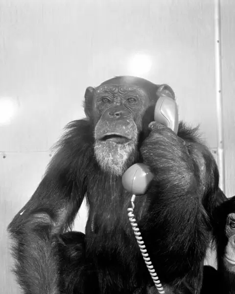 Animals: Chimpanzees: Chimps with telephones. May 1986 86-2531-002