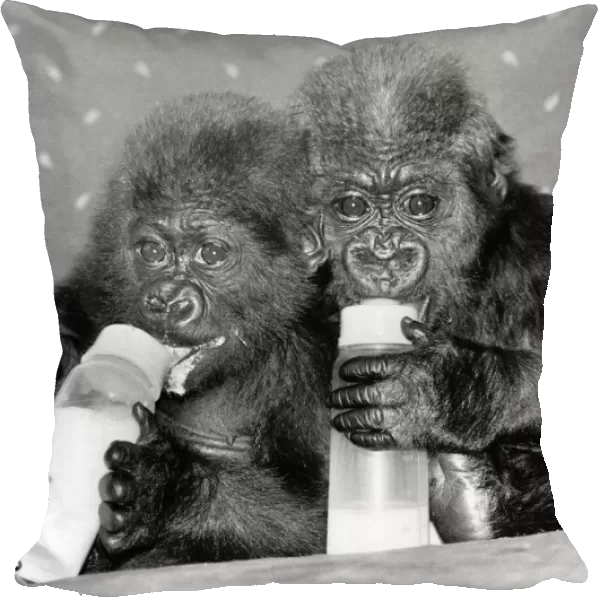 Two baby orphan gorillas Tamirilla (left) and Tambabi drinking milk from their bottles at