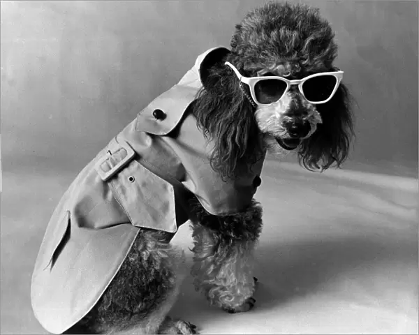 Dog Fashion, Saks department store, NY. Best selling trench coat 7th June 1971