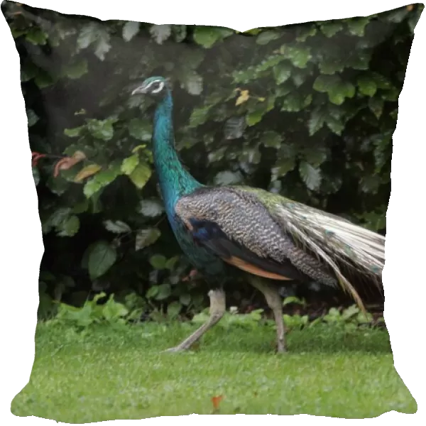 A peacock at Ellingham Hall Hotel in Northumberland