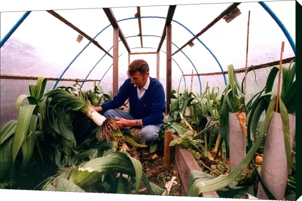 Mel Daglish in South Moor whos championship leeks have been slashed in his allotment in