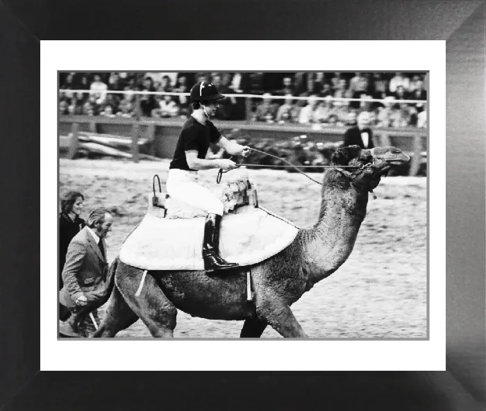 Framed Print : Prince Charles Rides a Camel Print, London Olympia 1981 Framed Print : Prince Charles Rides a Camel Print, London Olympia 1981