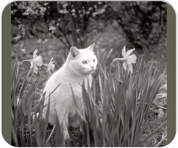 White shorthair cat sits amongst the daffodils