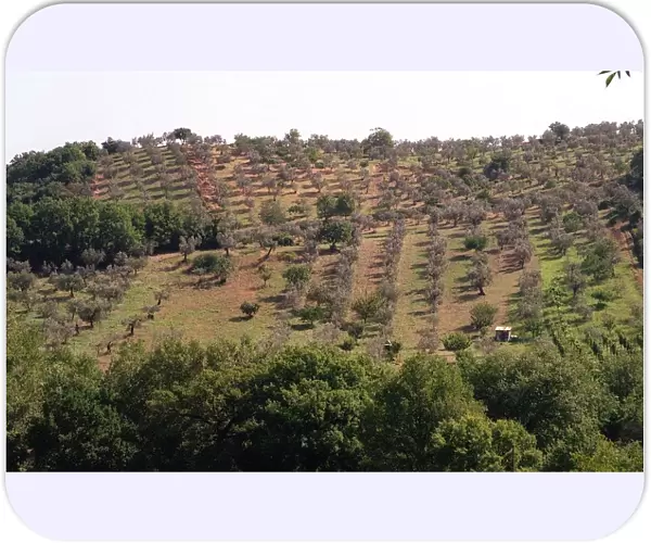 Olives - Olive Groves in the Monte Sabbini area Sixty Miles from Rome
