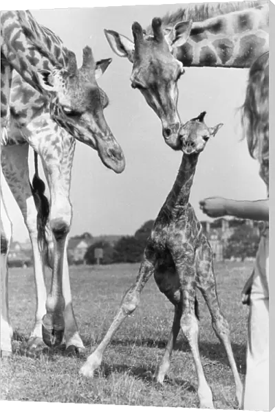 A new baby giraffe stand after only 45 minutes of being born at Lambton Pleasure Park