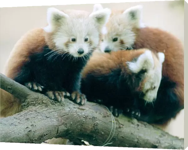 Red Panda cubs at Bristol Zoo Three cubs sitting on branch of Tree November 1997
