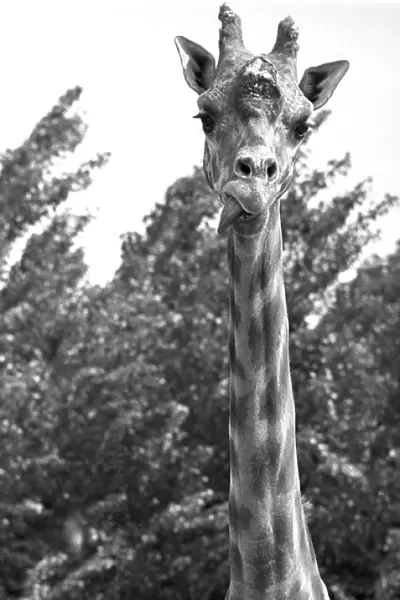 Mother and baby giraffe enjoy each other company at Twycross zoo, Warwickshire