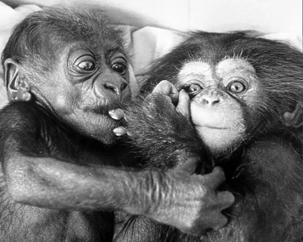 Asante the baby gorilla(left) and Becky the baby chimpanzee are best buddies at Twycross