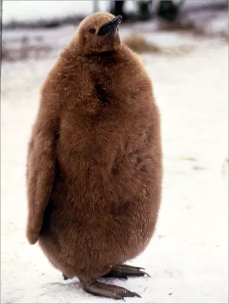 A six month old King Penguin at Whipsnade Zoo January 1987 A©Mirrorpix