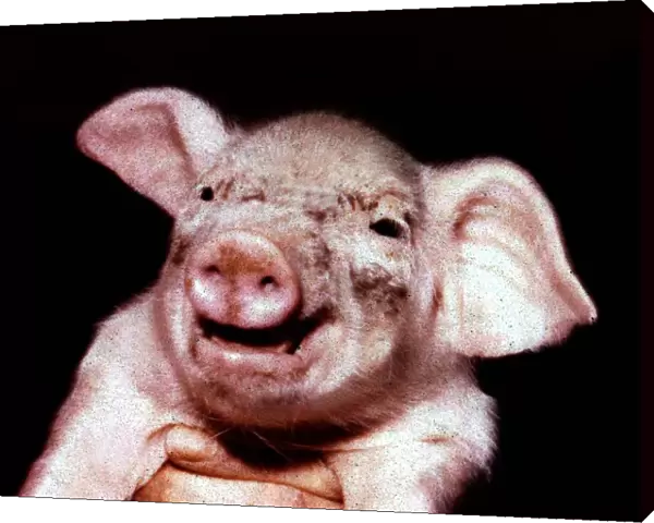 Animals - Pigs Piglett - may 1969