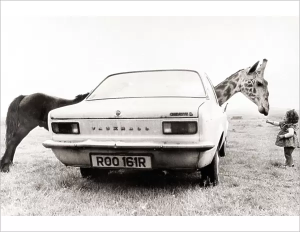 A car hides the metamorphosis of a donkey into a giraffe