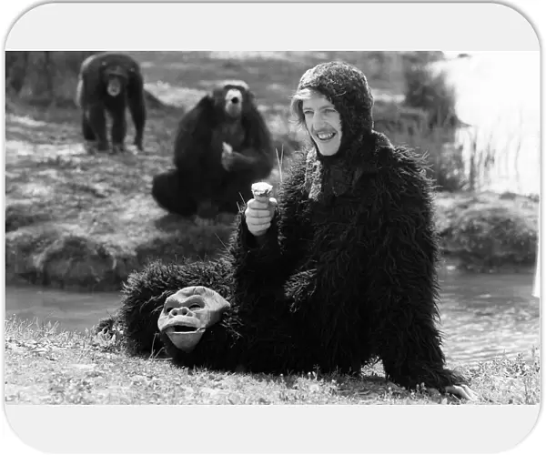 A man wearing an ape costume sitting amongst real monkeys eating an ice cream May