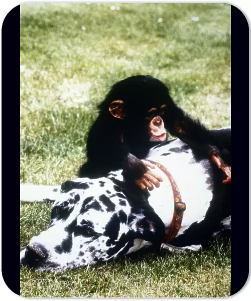 Great Dane Freddie and Baby Chimp Teddy - january 1995 Animals Dogs Dog