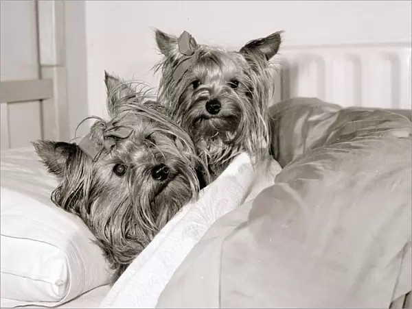 Two Yorkshire Terrier Dogs get five star treatment at exclusive kennels near great