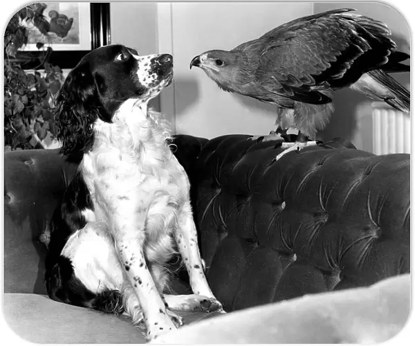Animals friendship Dogs Dog Bird of Prey African Tawney Eagle September 1983