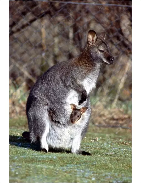 A Wallaby and her Baby at Calderpark Zoo in Glasgow February 1983