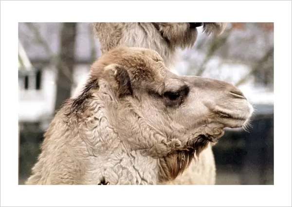 Camels Jock and Nithanya at Belle Vue Zoo in Belfast January 1971
