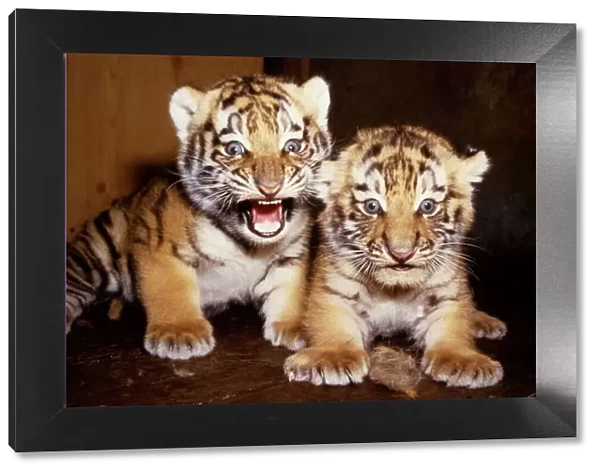 Newly born twin tiger cubs born to Hattie at marwell Zoo June 1985