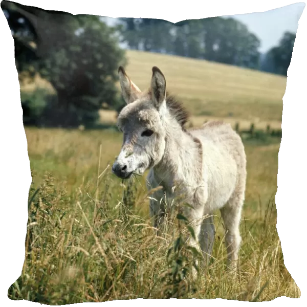 A young donkey foal eating grass in a field. March 1980