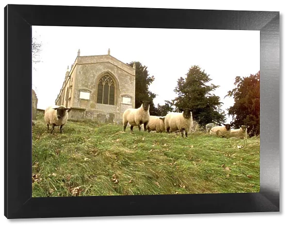 Sheep grazing in the churchyard at Preston on Stour nr, Stratford-upon-Avon, Warwickshire