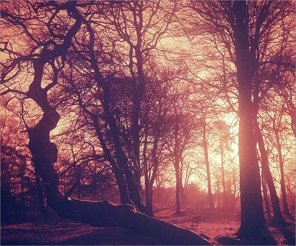 Woodland scene in Cheshire, sunset, March 1973
