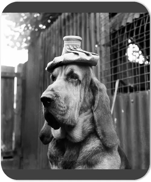 Hot Weather. Bruce the Bloodhound tries to keep a cool head with a ice pack