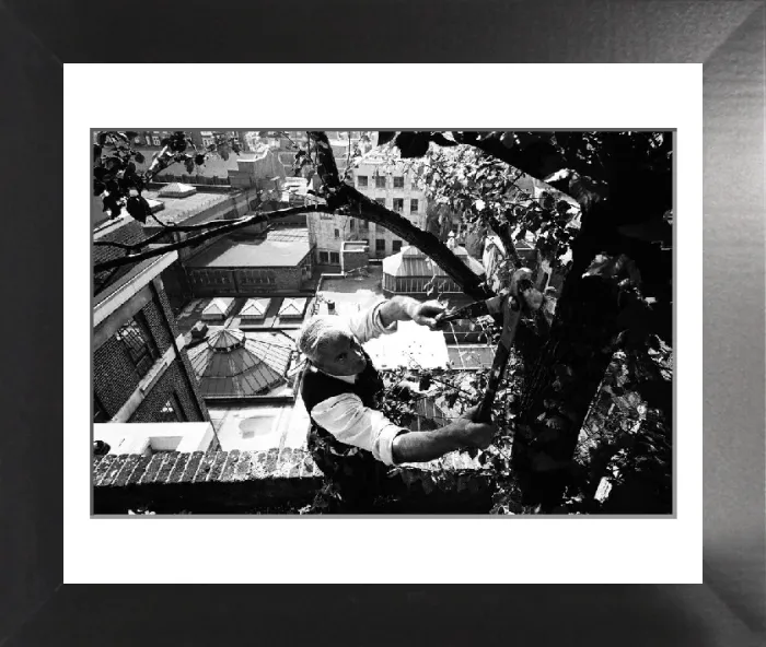 Framed Print : Charles Legg Pruning at Derry and Toms Roof Garden Print