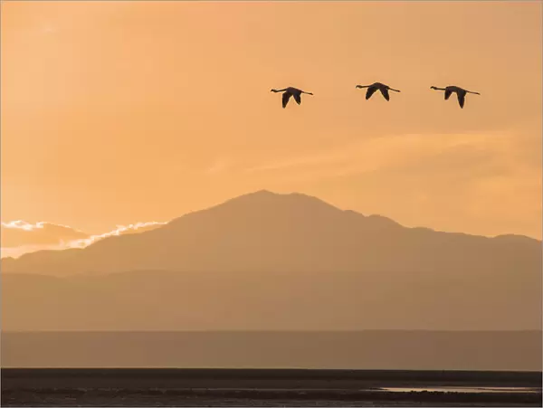 Flamingo. Laguna de Chaxa, Reserva Nacional Los Flamencos