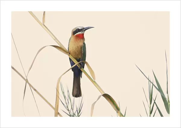 Bee-eater. White-fronted Bee-eater (Merops bullockoides)