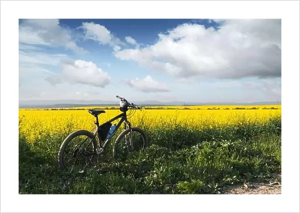 Black male bike on blooming yellow rapeseed field. Breathable landscape with blue cloudy sky at rural contrside
