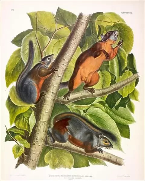 Red-Bellied Squirrel, Sciurus Feruginiventris, 1845