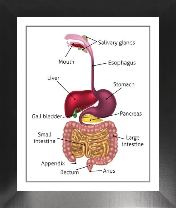 Framed Print : Human Digestive System Print with Labels Framed Print : Human Digestive System Print with Labels