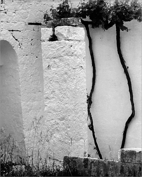 'After Alberobello'. The photograph shows a white wall with some climbing vines