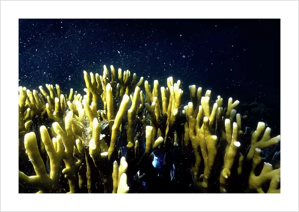 Sinai. Coral Reef
