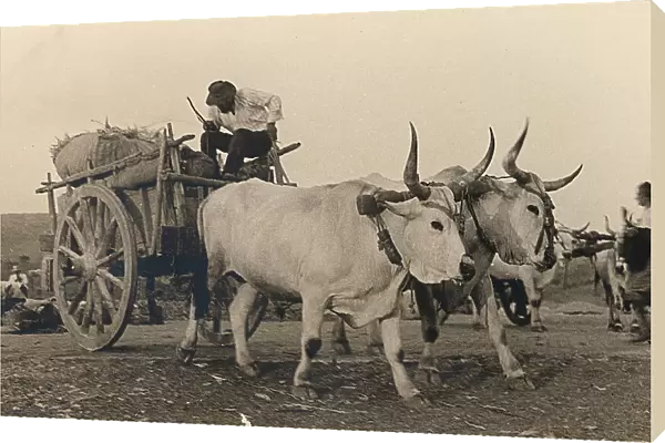 Wagon pulled by two cattle of the Maremma breed