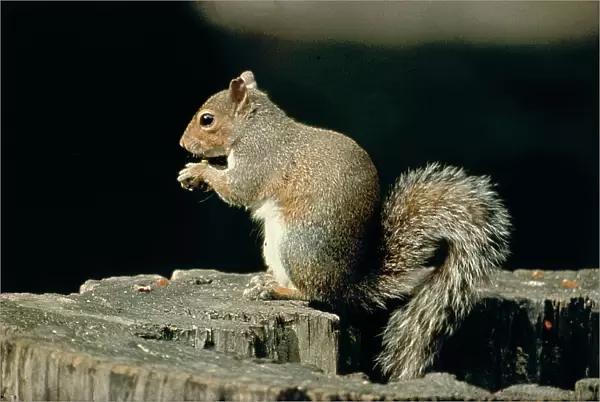 A squirrel on a tree trunk