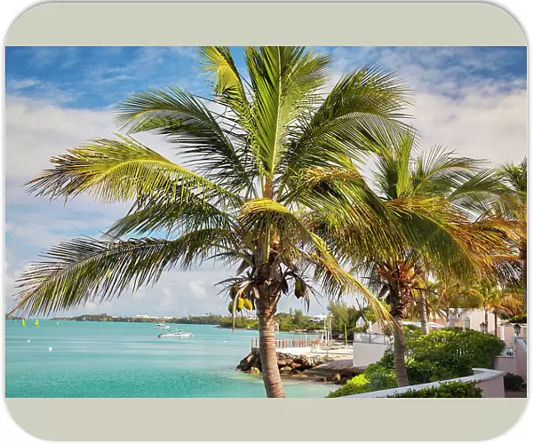 Bermuda, South Shore, boats and palm tree in foreground