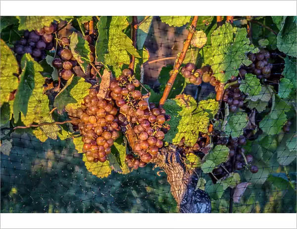 New York, Peconic, Vineyard, Grapes hanging from vine