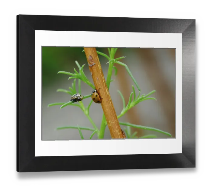 Framed Print : Ladybird Print: Summer Germany Europe Framed Print : Ladybird Print: Summer Germany Europe
