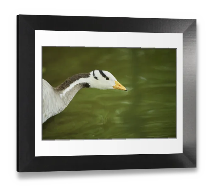 Framed Print : Bar-headed goose (Anser indicus) Print, Bavaria, Germany Framed Print : Bar-headed goose (Anser indicus) Print, Bavaria, Germany