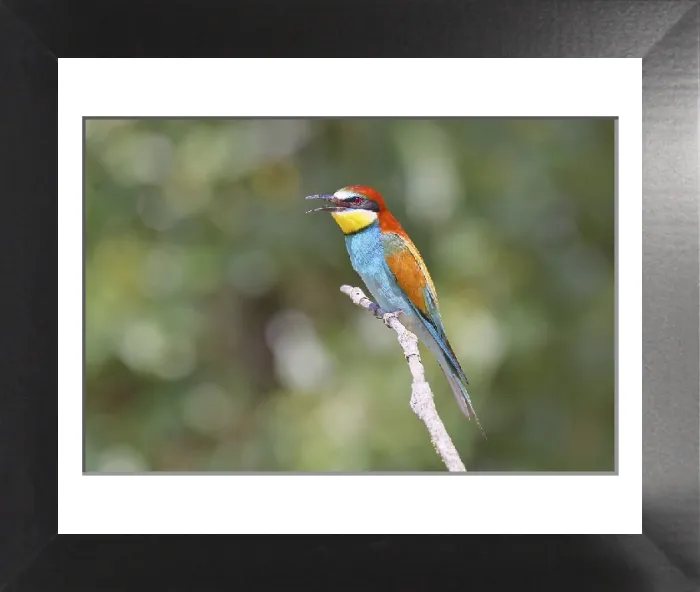 Framed Print : European Bee-Eater Print, Lake Neusiedl, Austria Framed Print : European Bee-Eater Print, Lake Neusiedl, Austria