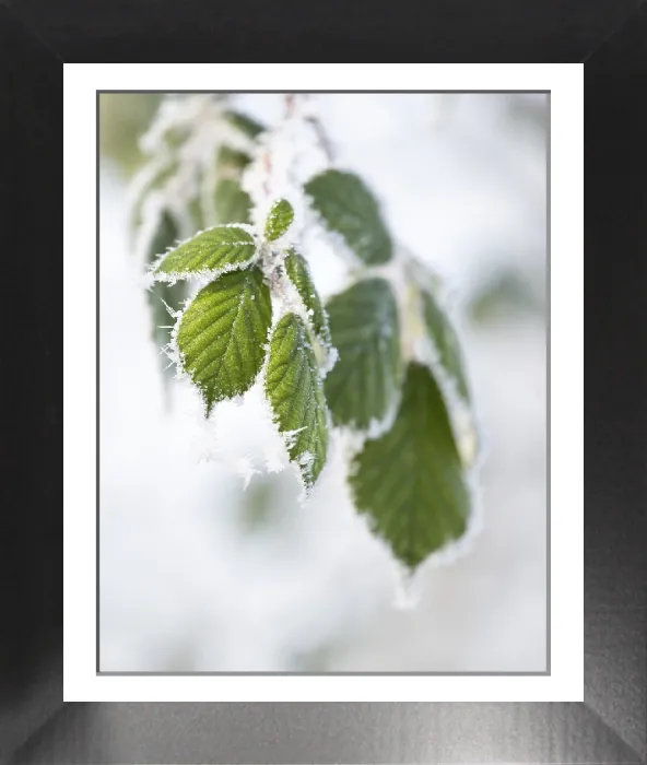 Framed Print : Blackberry Leaves with Hoarfrost Print, Thuringia, Germany Framed Print : Blackberry Leaves with Hoarfrost Print, Thuringia, Germany