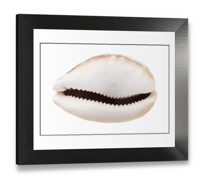 Framed Print : Kauri Dish Print on White Background Framed Print : Kauri Dish Print on White Background
