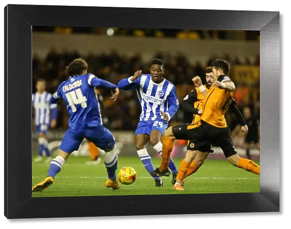 Rohan Ince in Action: Wolverhampton Wanderers vs. Brighton and Hove Albion, Sky Bet Championship, Molineux, 2014
