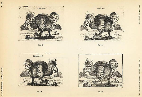 17th century copies of the white dodo by Salomon