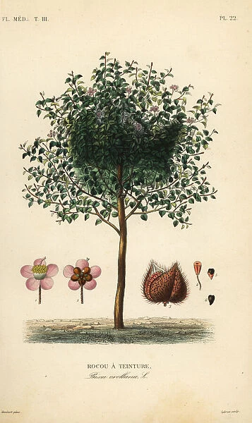 Achiote or lipstick tree, Bixa orellana