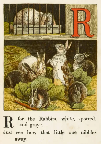 Alphabet / R for Rabbits Our beautiful Wall Art and Photo Gifts include ...